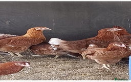Chickens poultry for sale: Warren point of lay Hens - Image 2
