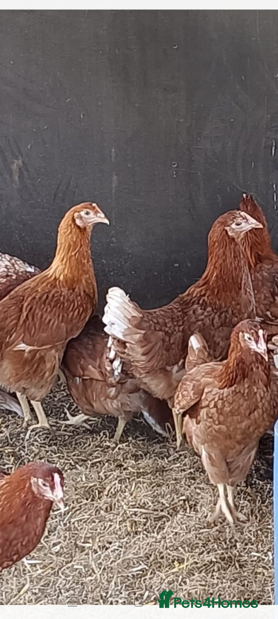 Chickens poultry for sale: Warren point of lay Hens - Image 2