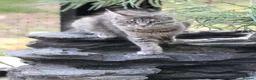 Maine Coon cats for sale: Last TICA registered girl Maine Coon - Advert 11