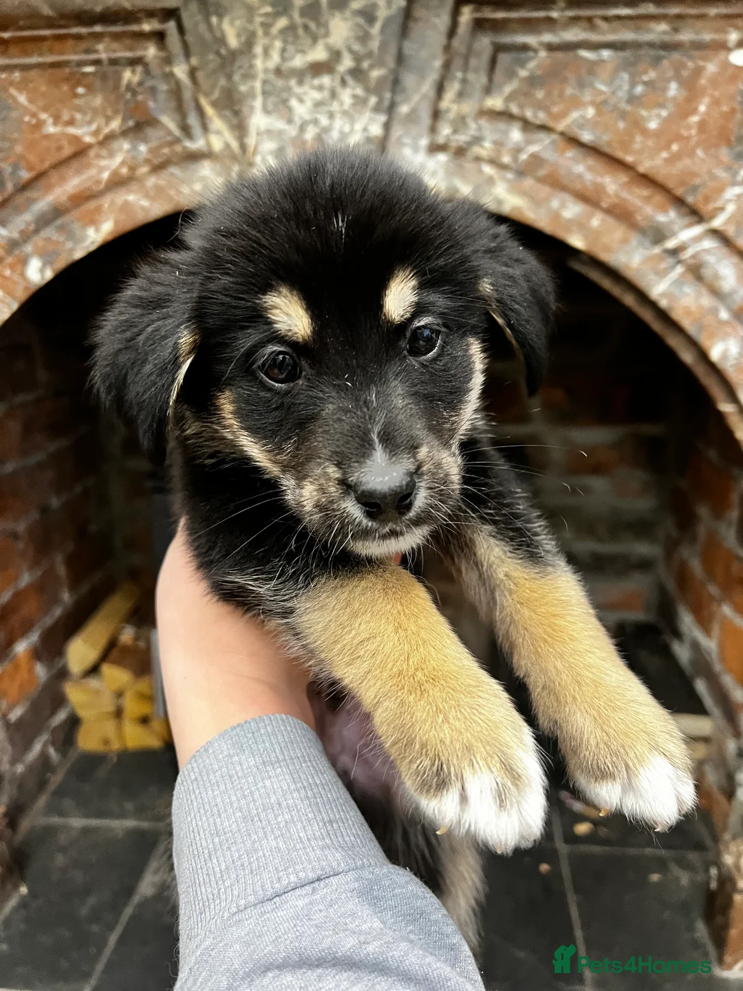 Mixed Breed dogs for sale: Bernese X Huskydor Pups - Advert 23