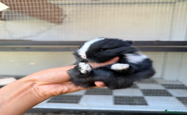 Netherland Dwarf rabbits in Rushden - Advert 5