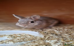 Netherland Dwarf rabbits for sale: Various Netherland Dwarfs available from £20 - Image 32