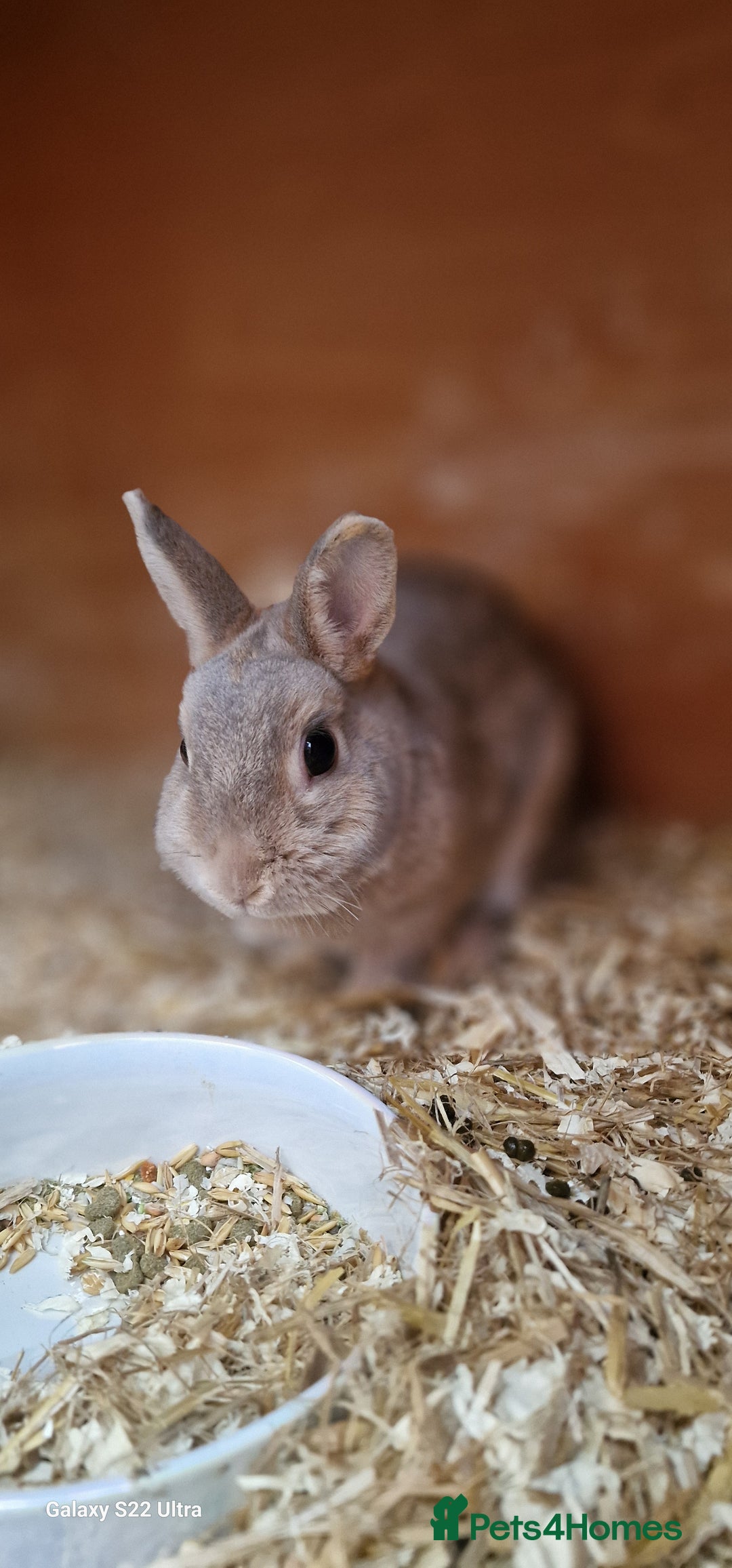 Netherland Dwarf rabbits for sale: Various Netherland Dwarfs available from £20 - Image 32
