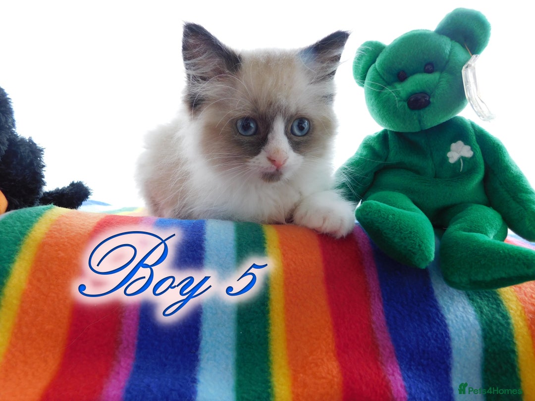 Ragdoll cats for sale: Stunning Ragdoll Kittens.... READY NOW - Image 5