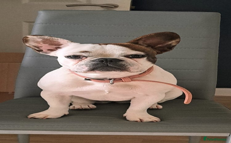 French Bulldog dogs - Advert 1