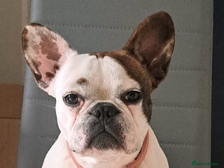 French Bulldog dogs - Advert 10