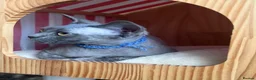 Devon Rex cats for sale: Our beautiful Devon Rex kittens are ready to move  - Advert 4