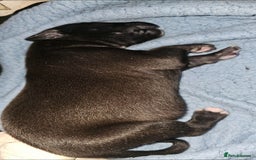 Mixed Breed dogs for sale: Whippet cross lurcher pups - Advert 3