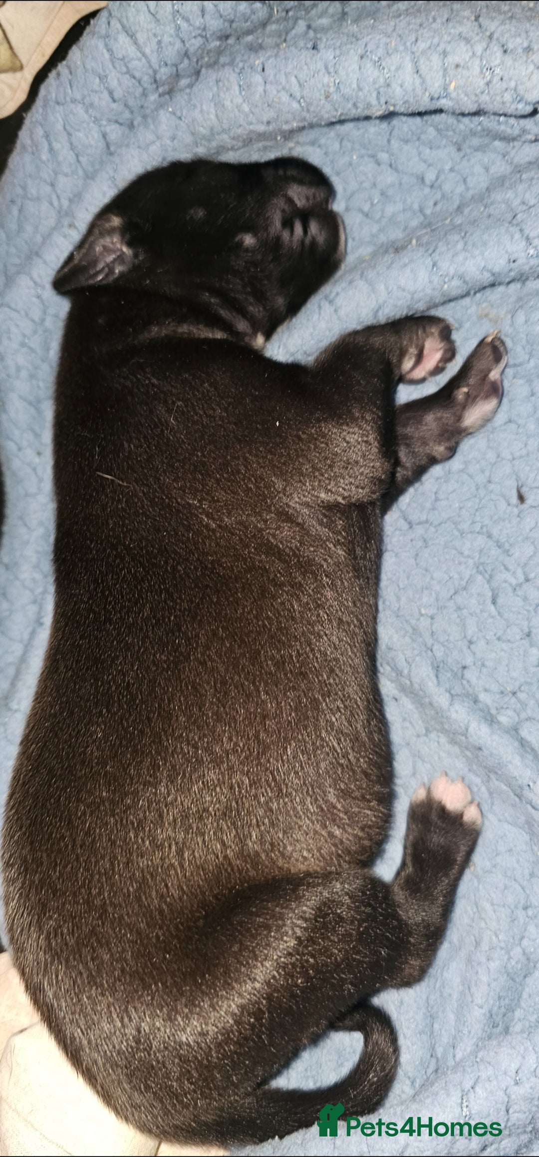 Mixed Breed dogs for sale: Whippet cross lurcher pups - Advert 3