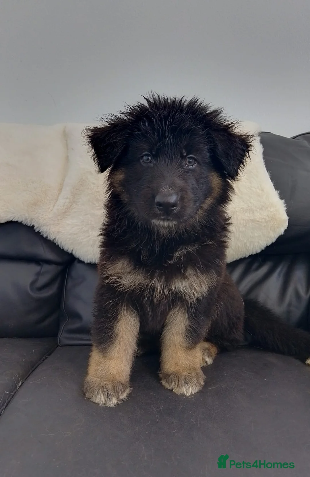 German Shepherd dogs for sale: Straight back Long coat German Shepherd pups - Advert 2