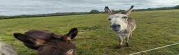 Donkey livestock for sale: 5 year old coloured gelding donkey - Advert 3