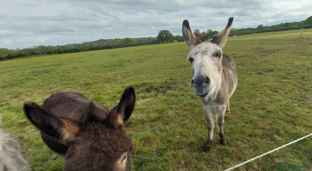 Donkey livestock for sale: 5 year old coloured gelding donkey - Advert 3
