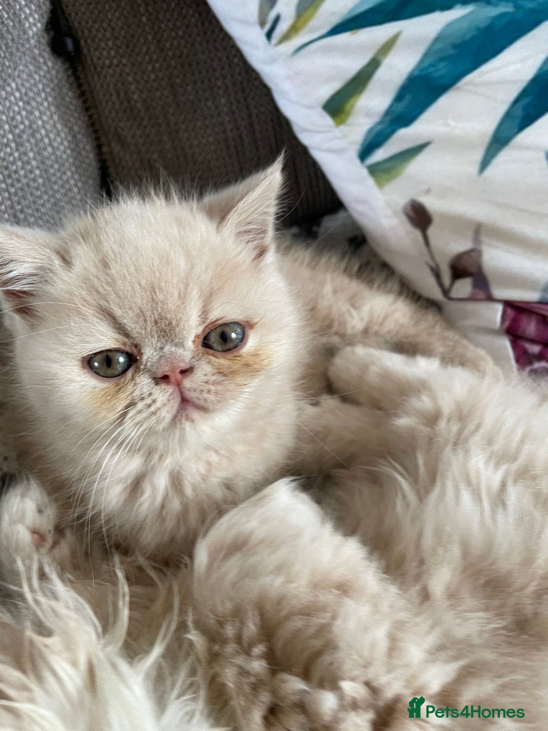 Exotic cats for sale: Gorgeous girl ready now - Image 3