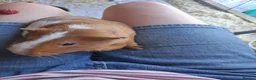 Guinea Pig rodents for sale: 2 bonded guinea pig girls in Sleaford - Advert 4