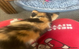 Mixed Breed cats for sale: 6 kittens for sale  - Image 20