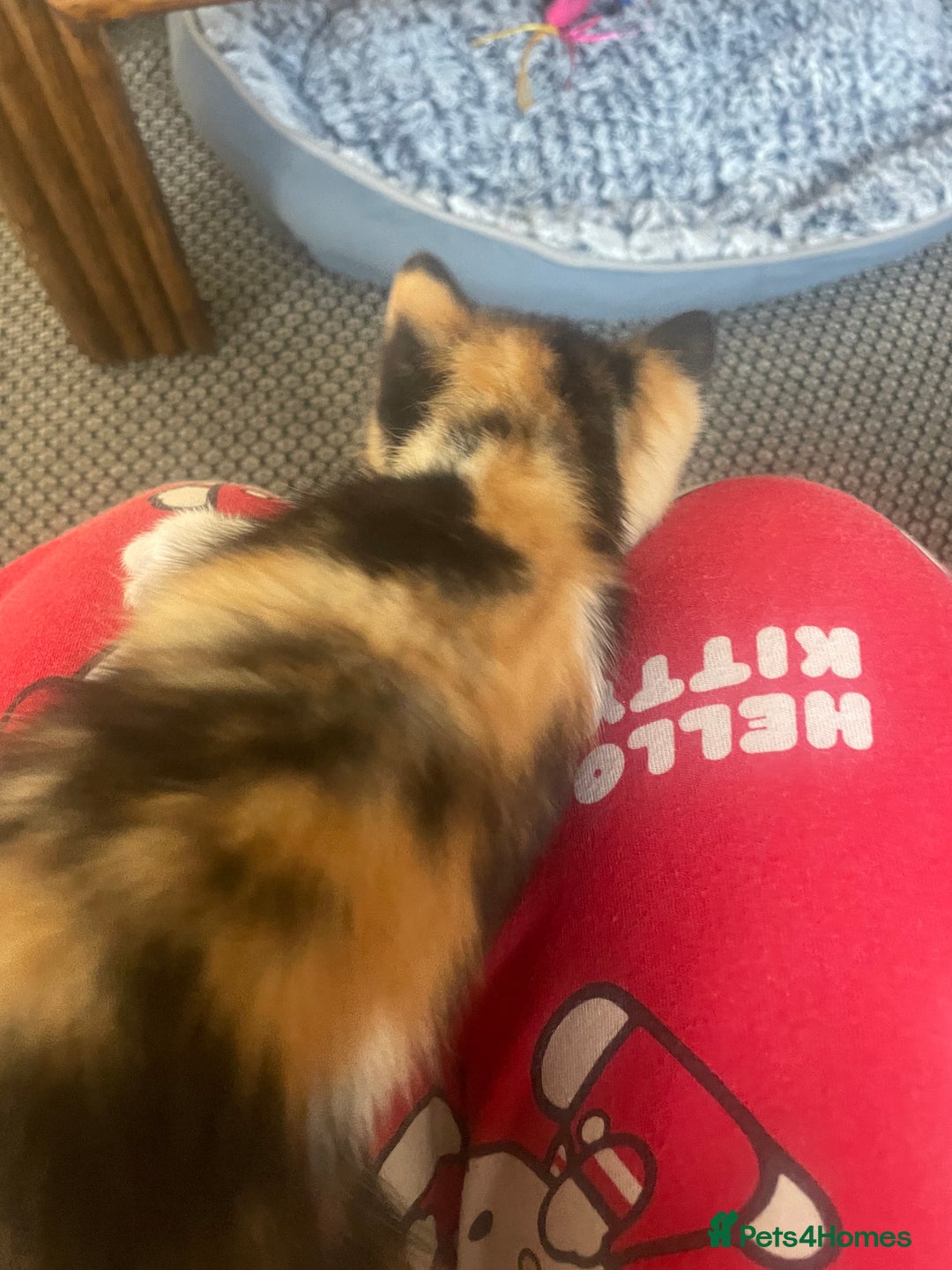 Mixed Breed cats for sale: 6 kittens for sale  - Image 20