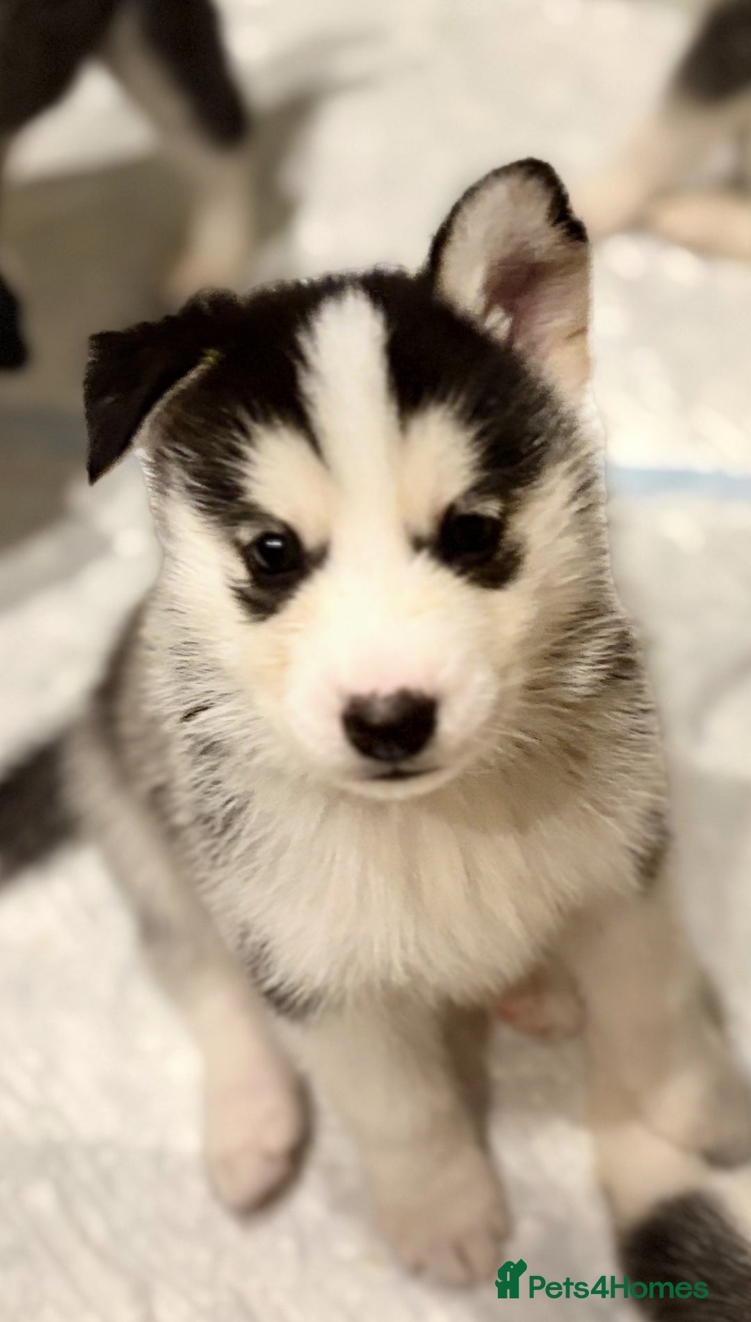 Siberian Husky dogs for sale: Siberian Huskies 2 male 4 female  - Advert 3