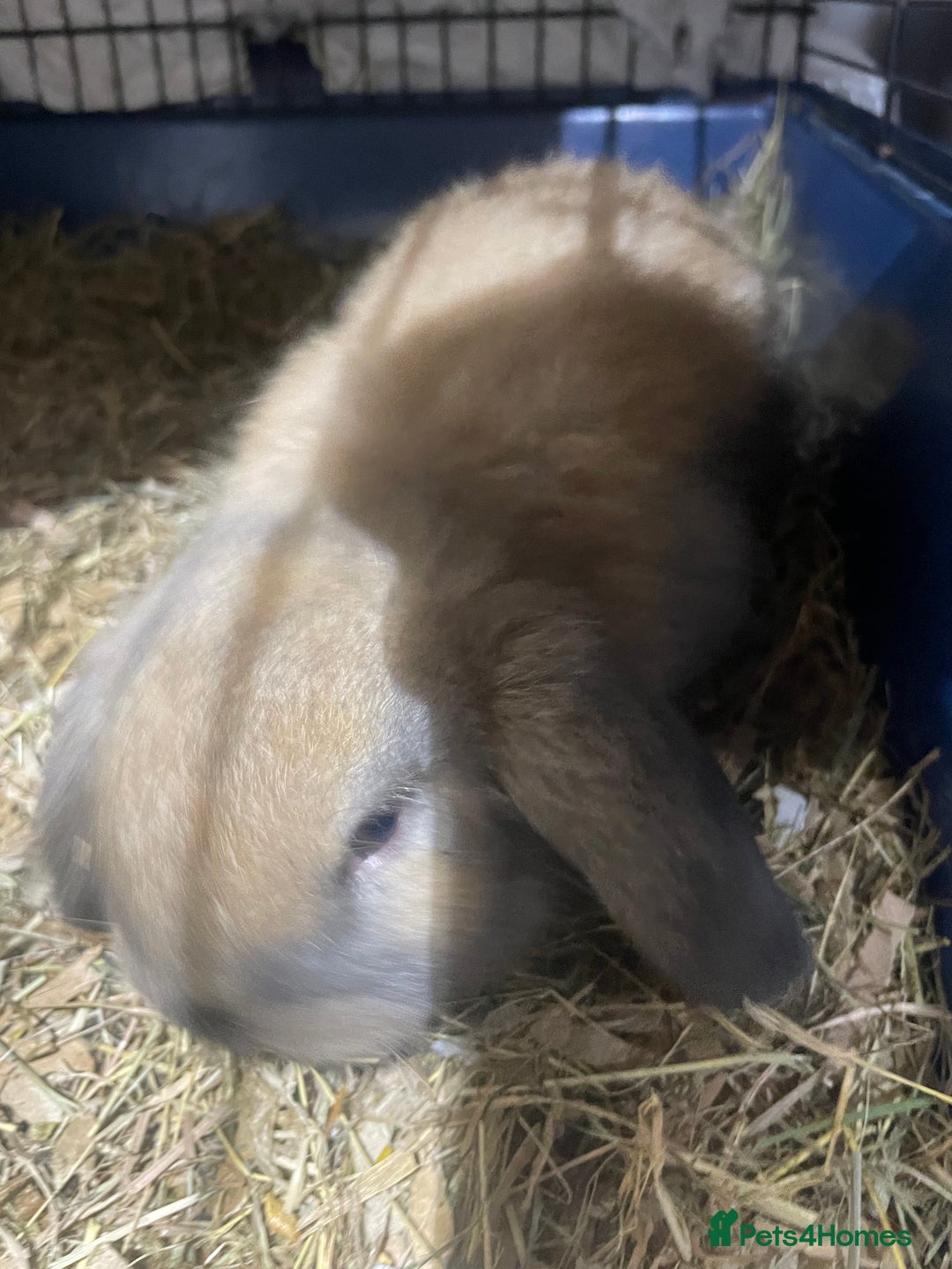 Mini Lop rabbits for sale: Pure bred mini lop baby girl - Advert 2