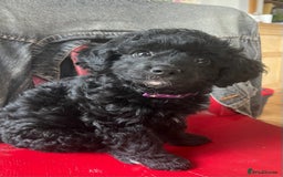 Cavapoochon dogs for sale: DNA clear, home raised, happy Cavapoochon Puppies - Image 1