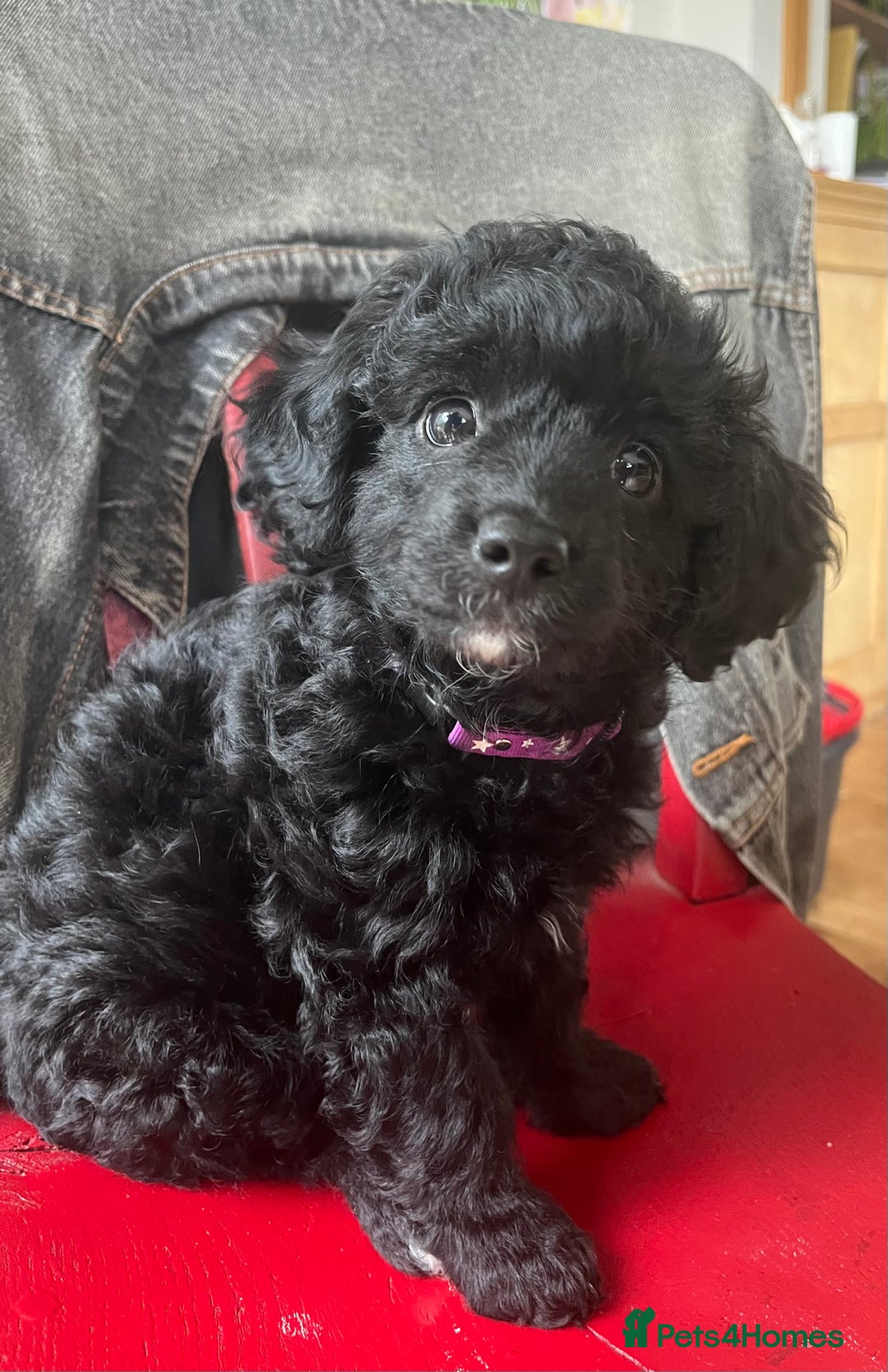 Cavapoochon dogs for sale: DNA clear, home raised, happy Cavapoochon Puppies - Image 1