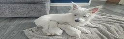 West Highland Terrier dogs for sale: West highland terrier  - Advert 1