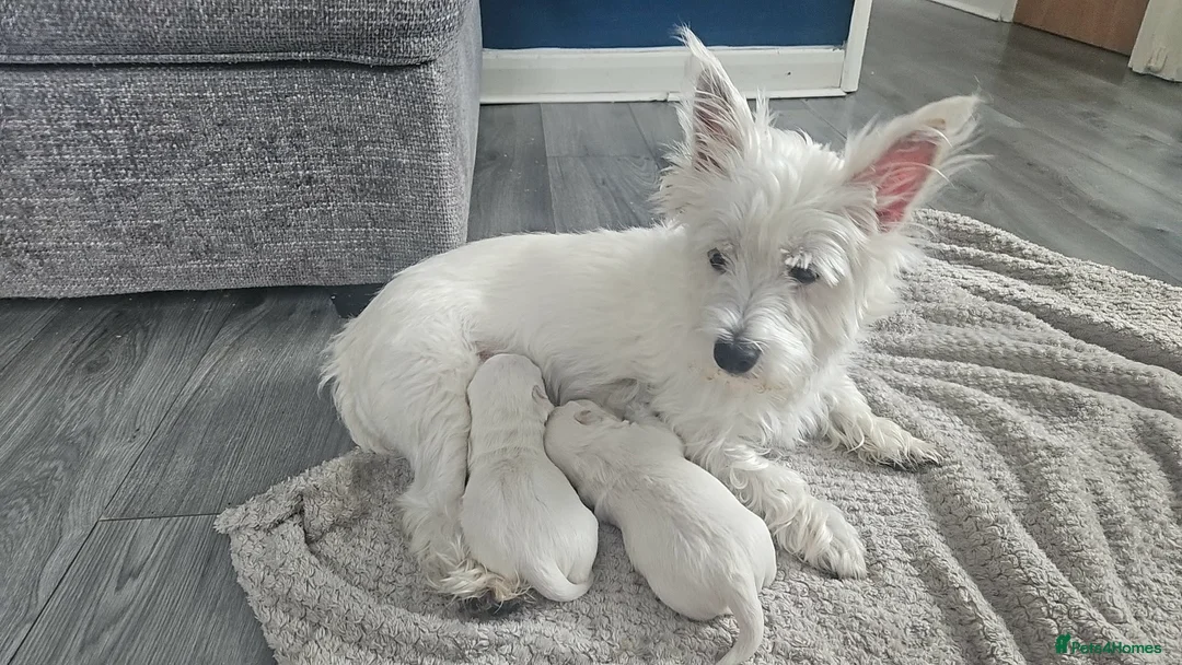West Highland Terrier dogs for sale: West highland terrier  - Advert 1