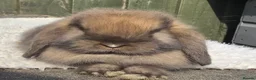 Mini Lop rabbits for sale: Mini lop buck - Advert 2