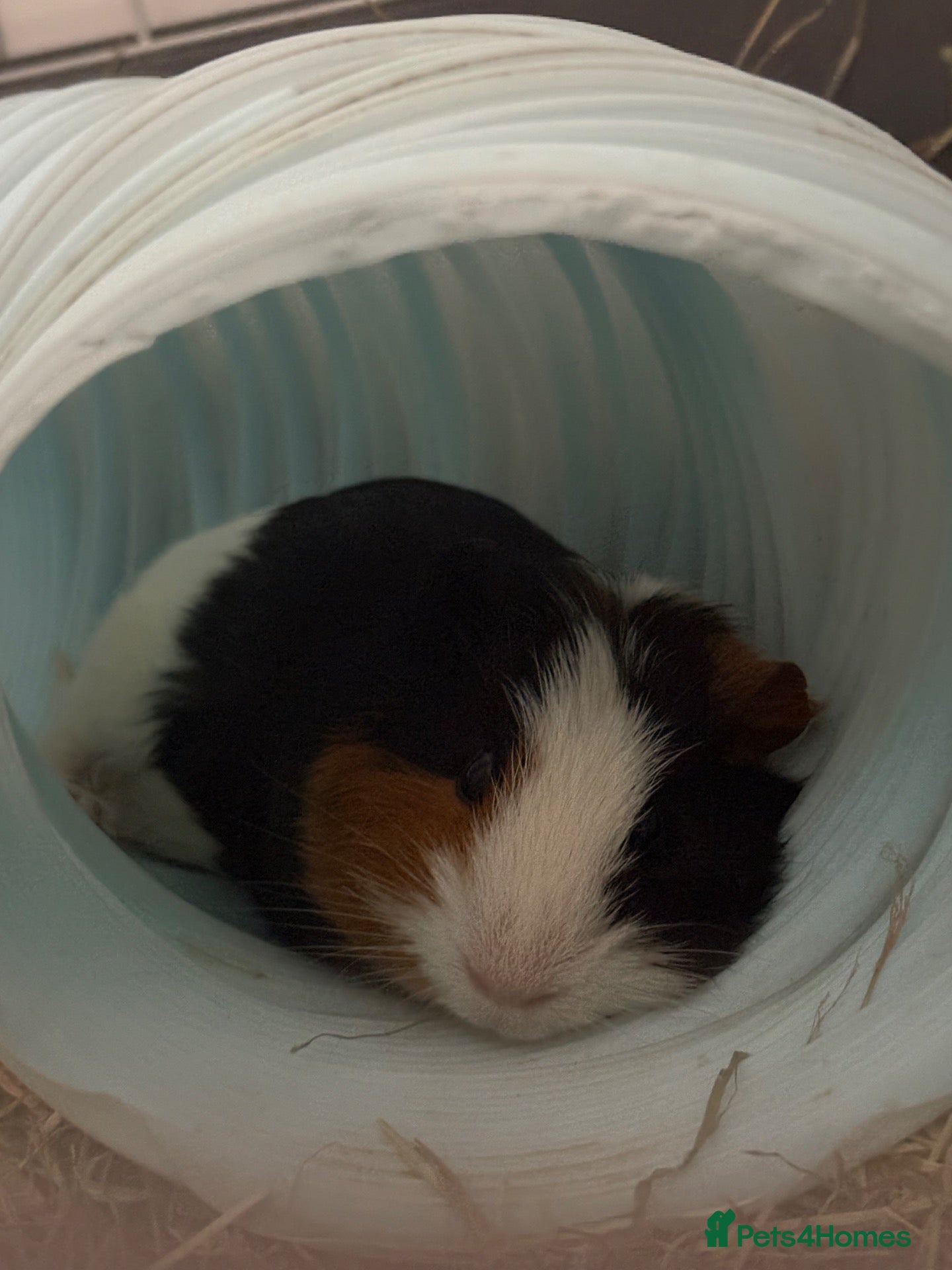 Guinea Pig rodents guinea pig - Advert 1