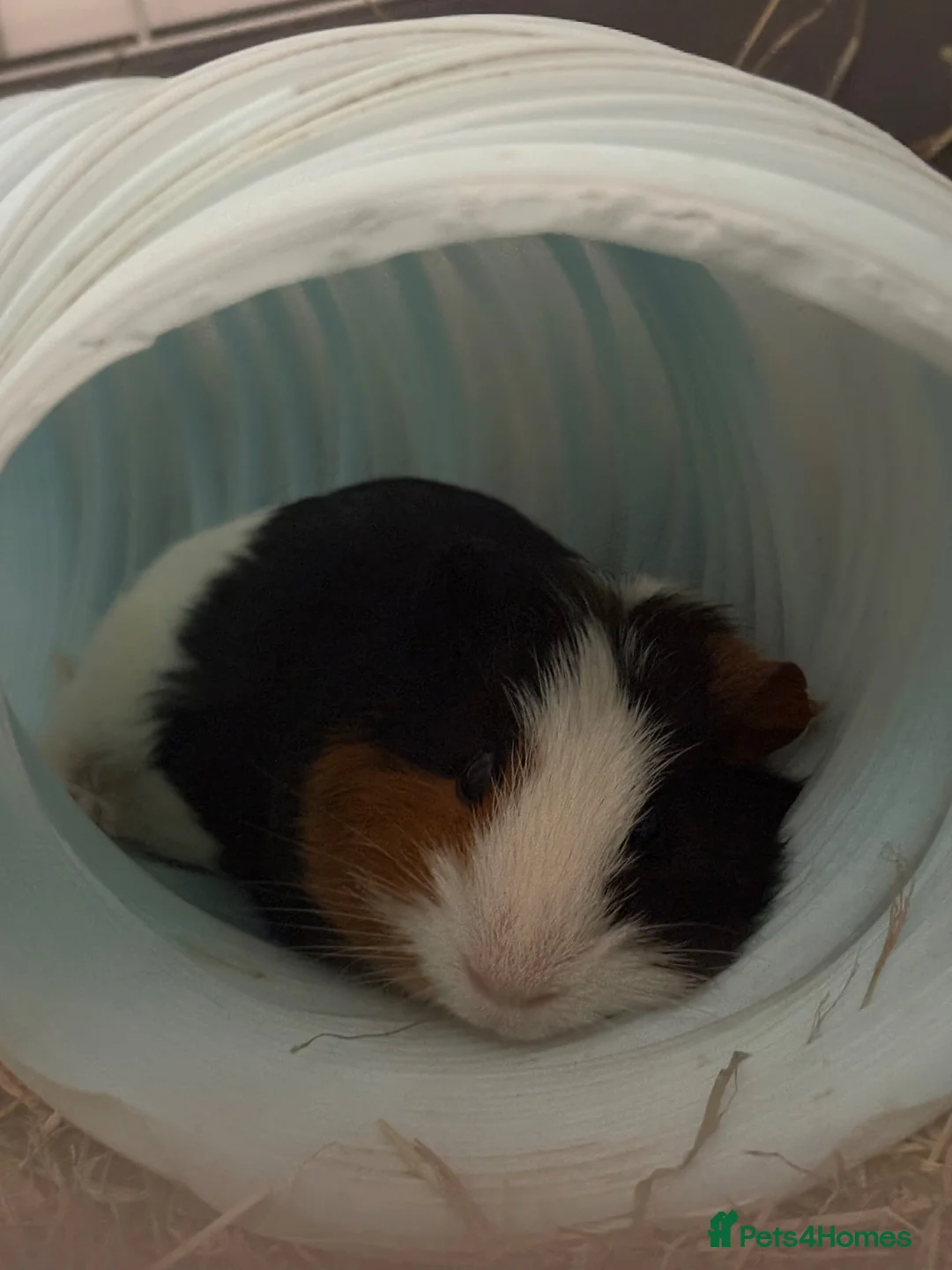 Guinea Pig rodents for sale: guinea pig in Birmingham - Advert 1