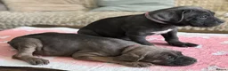 Cane Corso dogs for sale:  PREMIUM CHAMPION BLOODLINE CANE CORSO PUPPIES  - Advert 12