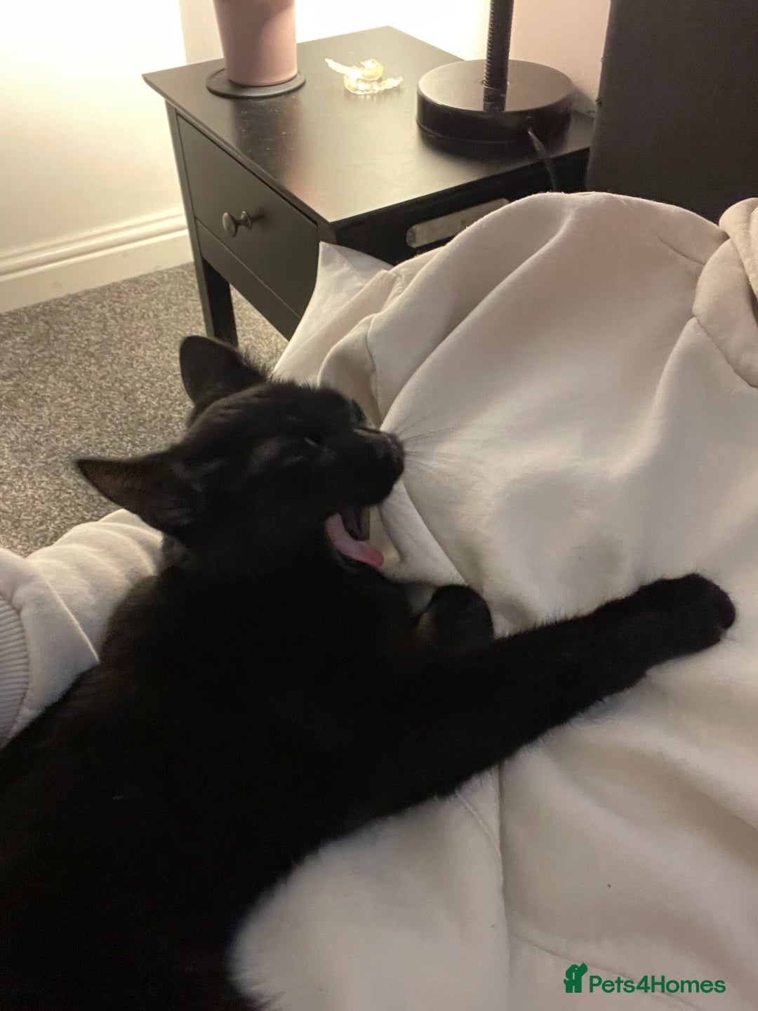 Mixed Breed cats for sale: Female black cat for sale - Advert 5