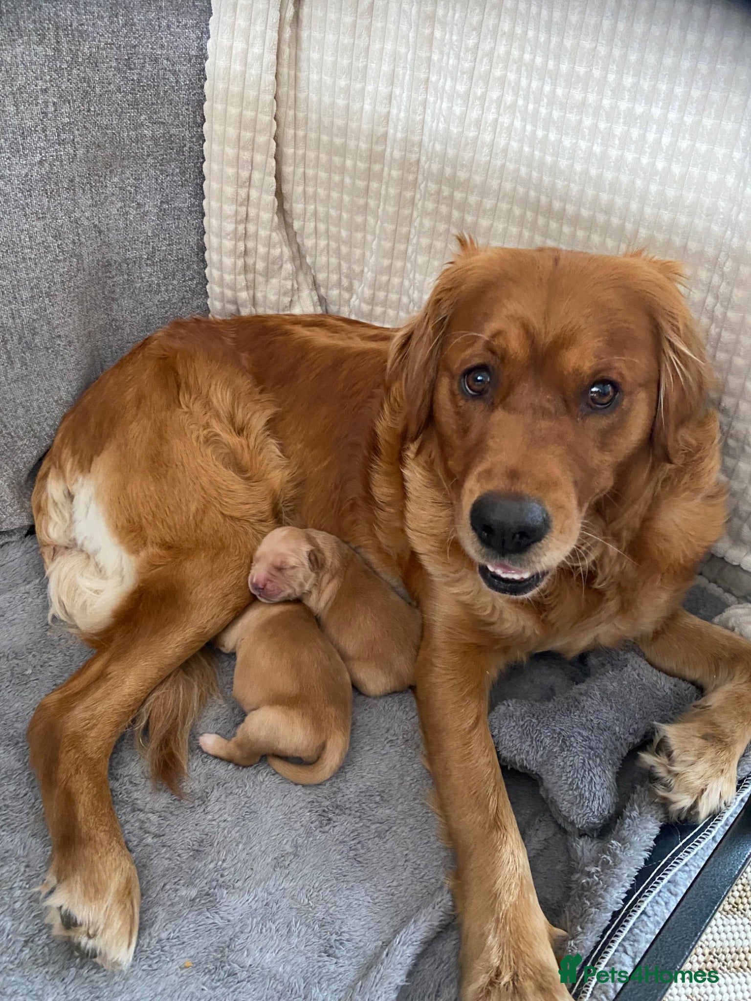Golden Retriever dogs Golden Retriever Puppies Health Tested  - Advert 2