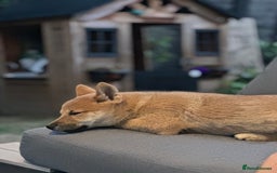 Japanese Shiba Inu dogs for sale: Ready Now! Only Red Boy Left! 🦊 - Image 17