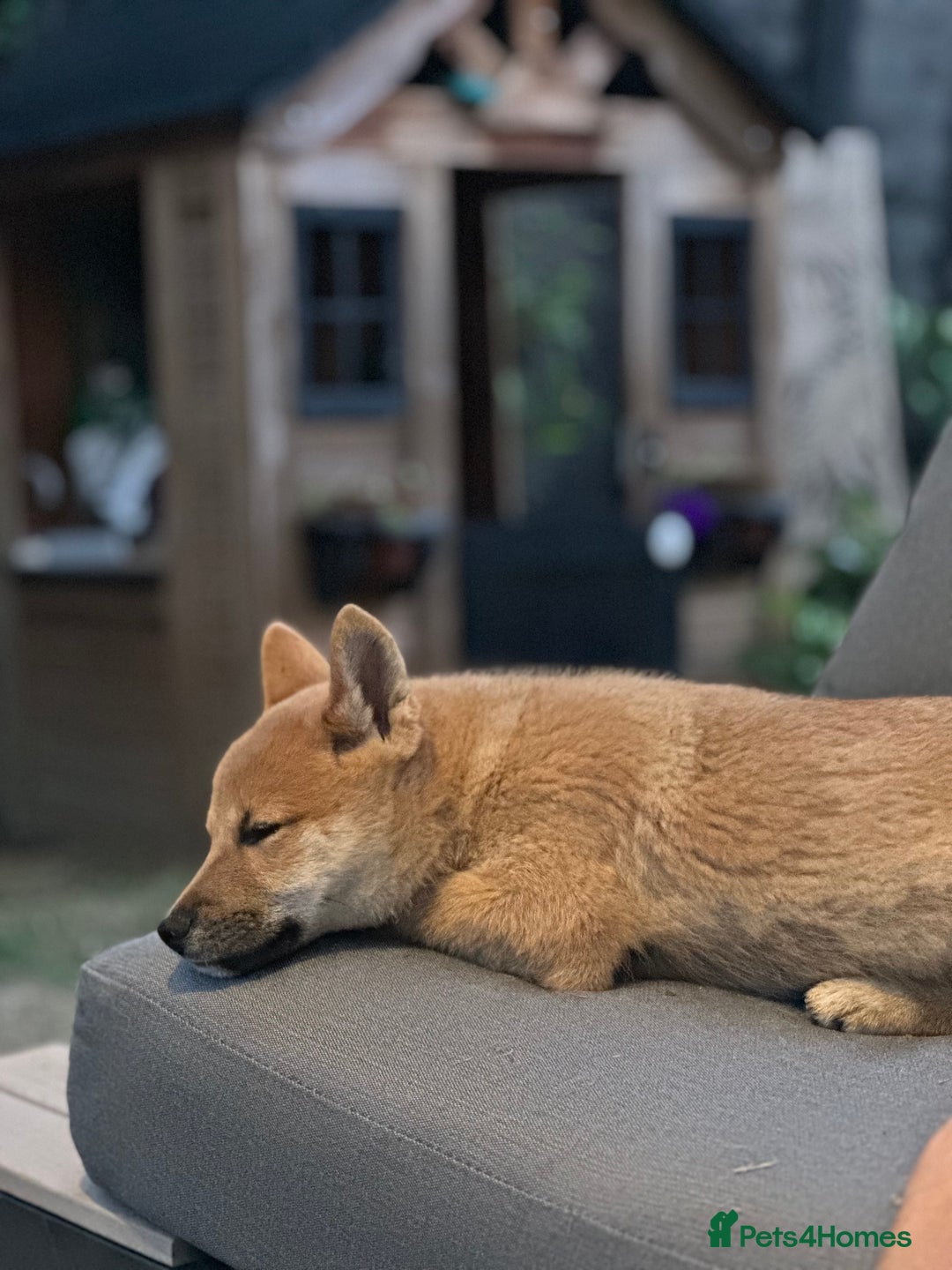 Japanese Shiba Inu dogs for sale: Ready Now! Only Red Boy Left! 🦊 - Image 17