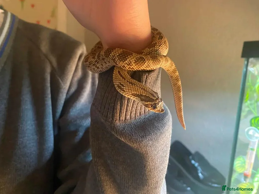 Snake reptiles for sale: Hognose snake in Staines - Advert 2