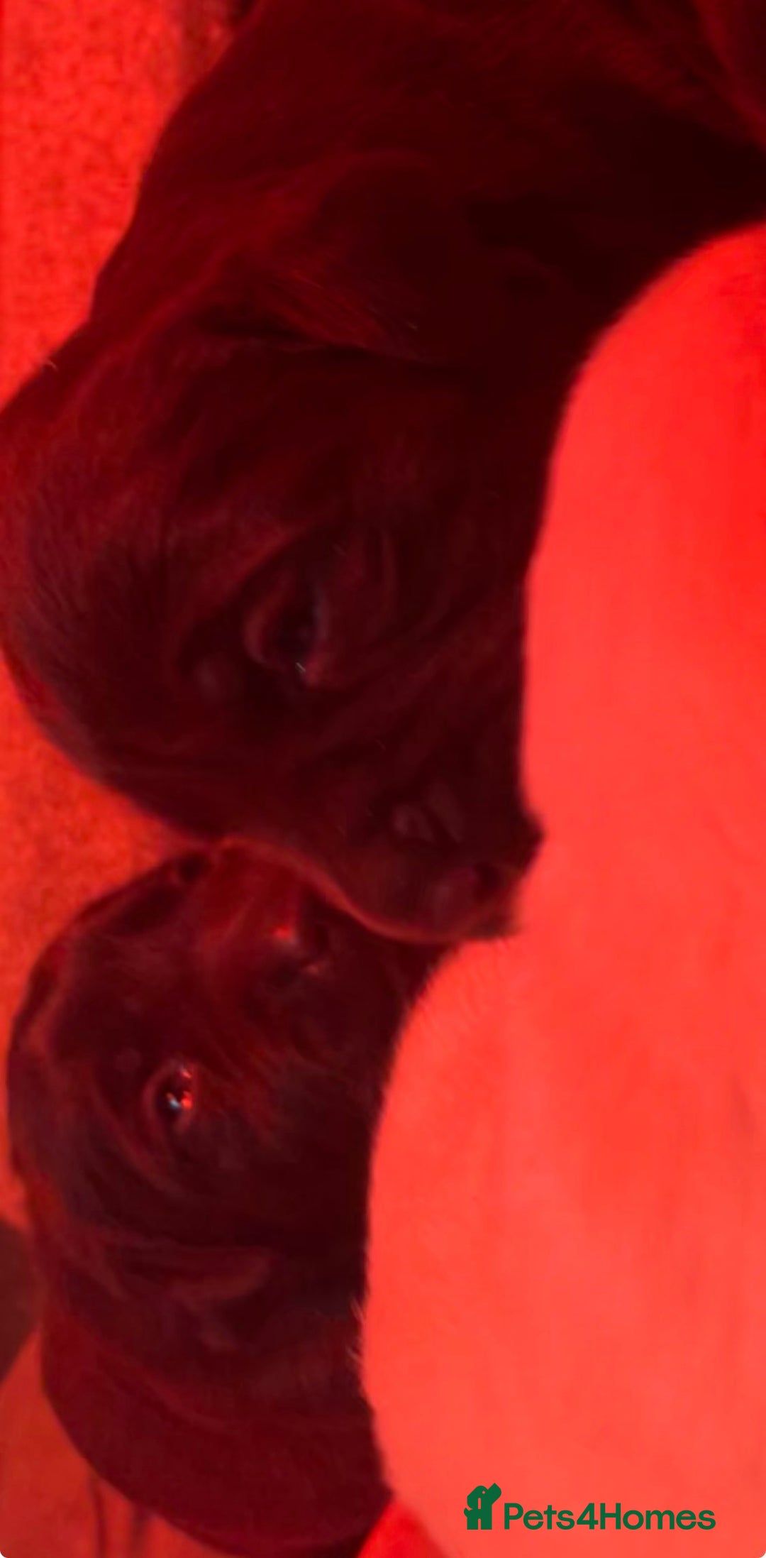 Labrador Retriever dogs for sale: 🌟 Fully vaccinated Chunky pedigree Labradors 🌟  - Advert 29