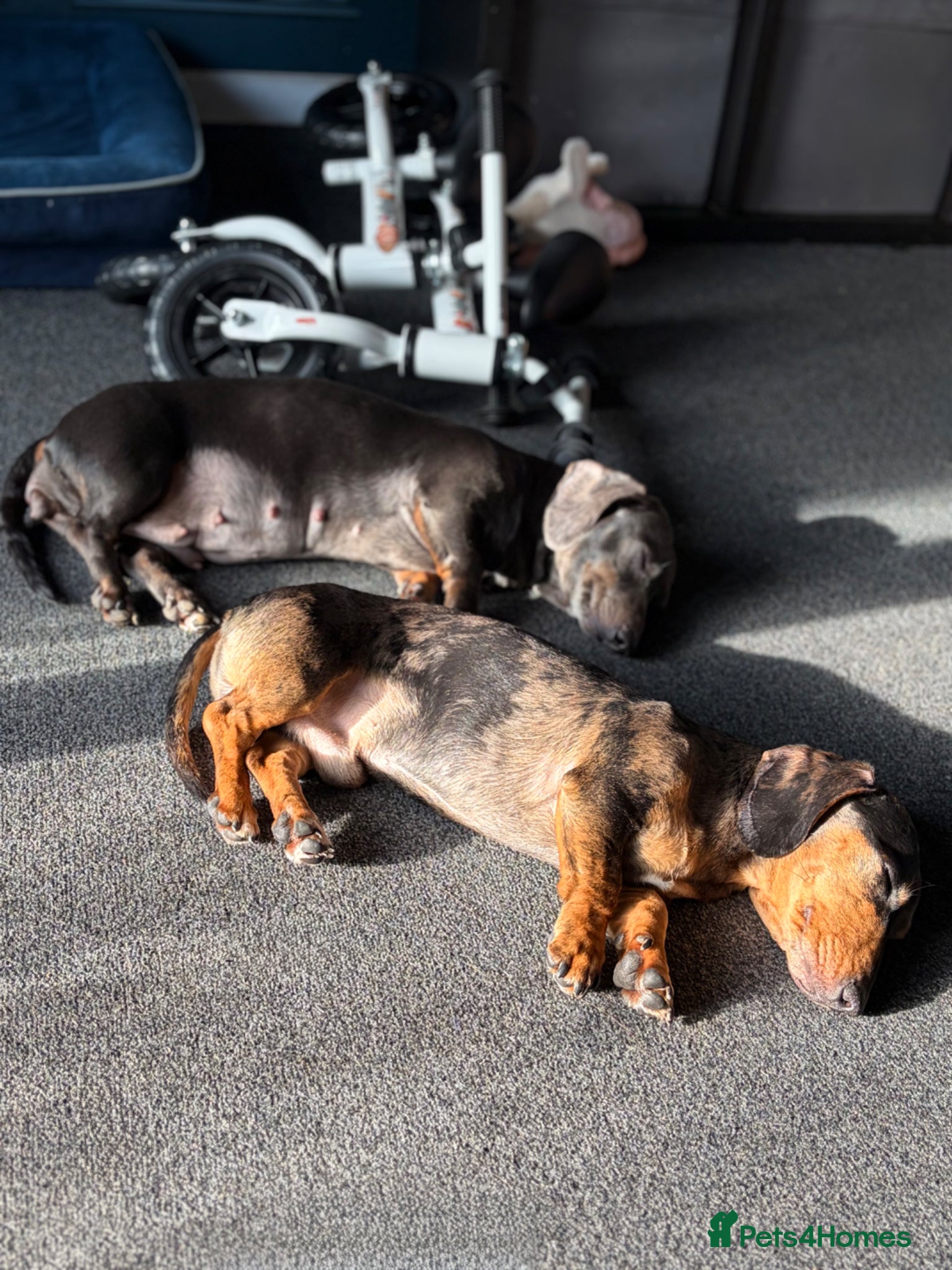 Miniature Dachshund dogs Beautiful litter for sale - Advert 2