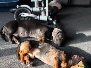 Miniature Dachshund dogs Beautiful litter for sale - Advert 3