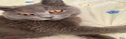 British Shorthair cats for sale: Gorgeous British short hair 5 months old kitten  - Advert 8