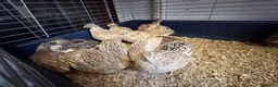 Quail poultry for sale: Coturnix Quail, egg laying hens, males, young one - Advert 3