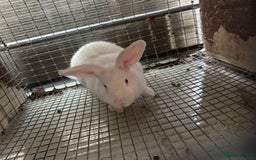 New Zealand rabbits for sale: NewZealand white and NewZealand cross Californian  - Image 4