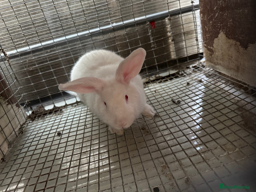 New Zealand rabbits for sale: NewZealand white and NewZealand cross Californian  - Image 4
