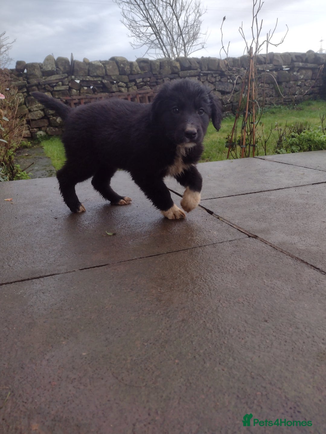 Mixed Breed dogs for sale: Collie X Sheepdog Puppies - Advert 10
