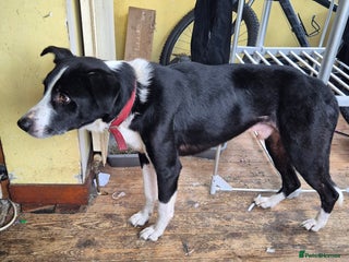 Mixed Breed dogs - Advert 1