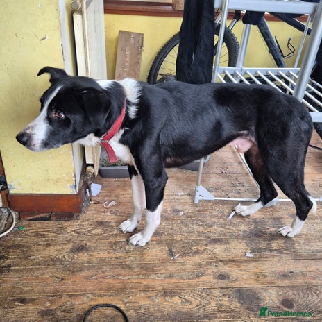 Mixed Breed dogs - Advert 1
