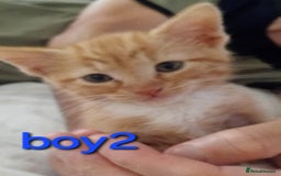 British Shorthair cats for sale: Last one left!  - Image 1