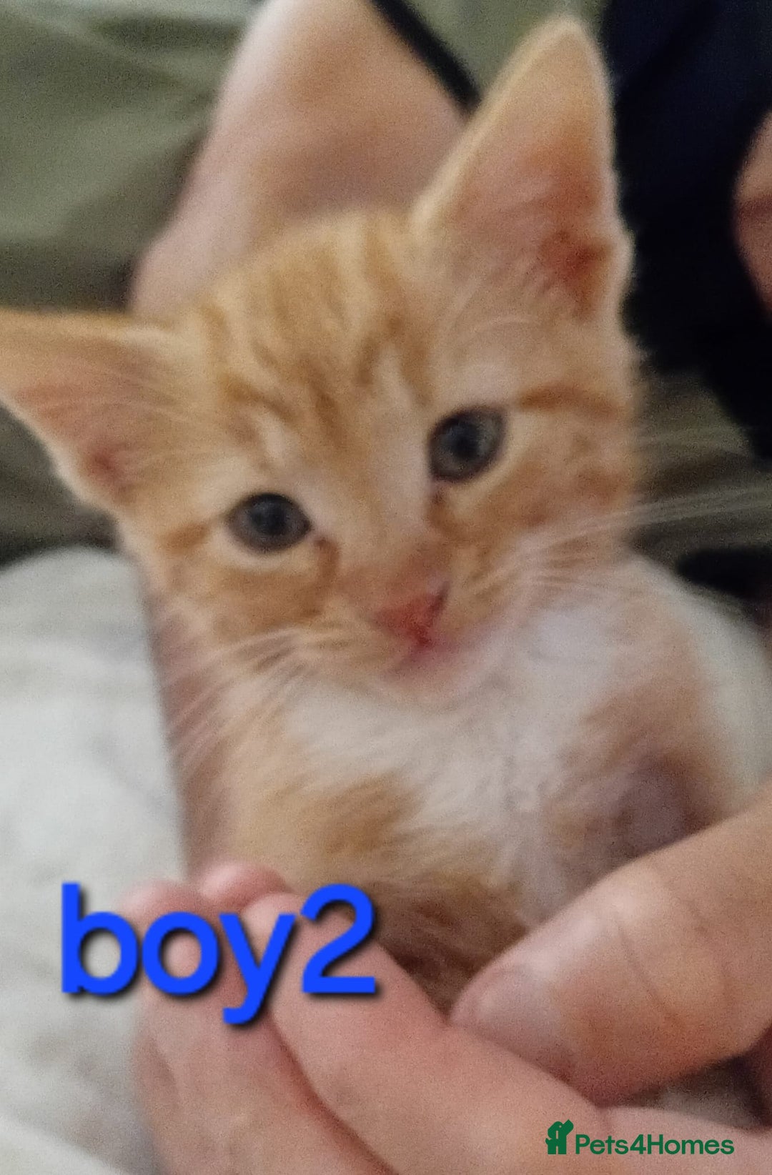 British Shorthair cats for sale: Last one left!  - Image 1