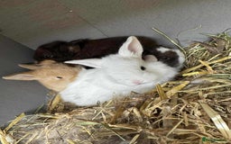 Lionhead rabbits for sale: Lionhead/Lop Baby Rabbits - Image 3