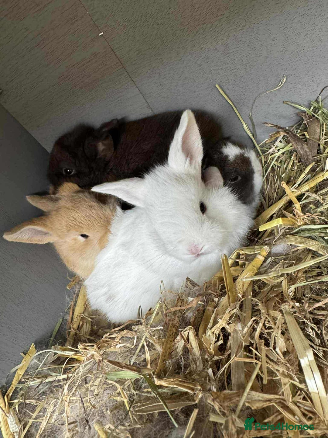 Lionhead rabbits for sale: Lionhead/Lop Baby Rabbits - Image 3