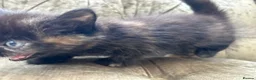Mixed Breed cats for sale: Long haired female kittens  - Advert 11